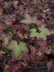 Rubus humulifolius