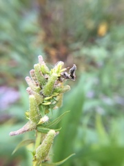 Rhopalomyia anthophila