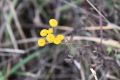 Tanacetum vulgare