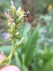 Rhopalomyia anthophila