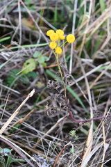 Tanacetum vulgare
