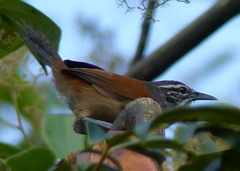 Pheugopedius genibarbis