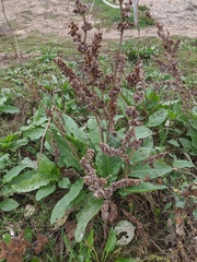 Rumex patientia orientalis