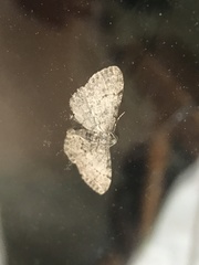 Aethalura intertexta