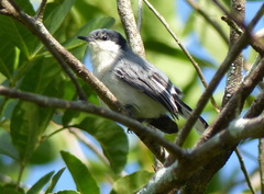 Polioptila plumbea