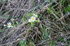 Erigeron annuus