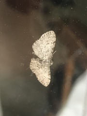 Aethalura intertexta