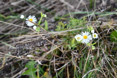 Erigeron annuus