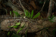Pyrrosia confluens