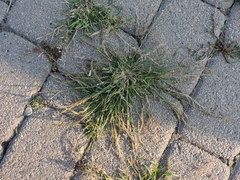 Eragrostis multicaulis