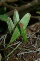 Pyrrosia confluens