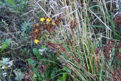 Hypericum perforatum