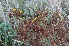 Hypericum perforatum