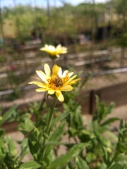 Euphoria subtomentosa