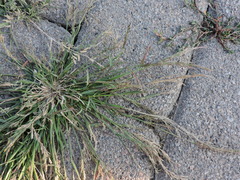 Eragrostis multicaulis