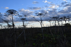 Heracleum sosnowskyi