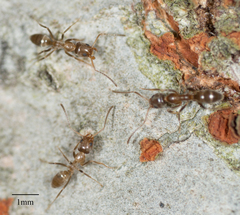 Linepithema humile