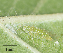 Tinocallis ulmiparvifoliae