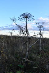 Heracleum sosnowskyi