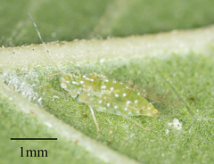 Tinocallis ulmiparvifoliae