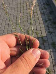 Eragrostis multicaulis