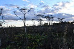 Heracleum sosnowskyi