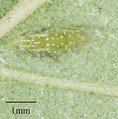 Tinocallis ulmiparvifoliae