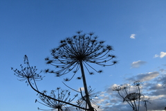Heracleum sosnowskyi
