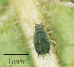 Aphis gossypii