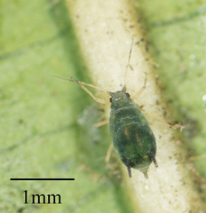 Aphis gossypii