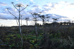 Heracleum sosnowskyi