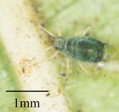 Aphis gossypii