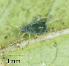 Aphis gossypii