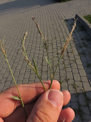 Eragrostis multicaulis