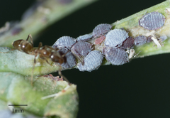 Neophyllaphis varicolor
