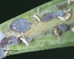 Neophyllaphis varicolor