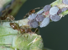 Neophyllaphis varicolor