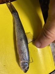 Catostomus catostomus