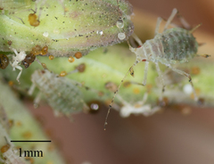 Acyrthosiphon lactucae