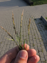 Eragrostis multicaulis