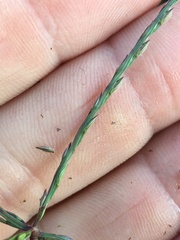 Digitaria violascens