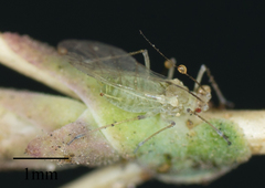 Acyrthosiphon lactucae