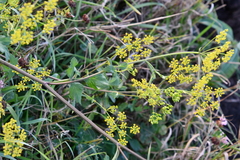 Pastinaca sativa