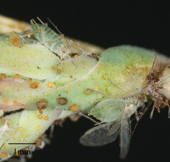 Acyrthosiphon lactucae