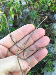 Digitaria violascens