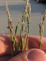 Eragrostis multicaulis