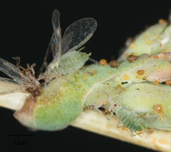 Acyrthosiphon lactucae