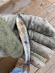 Catostomus catostomus