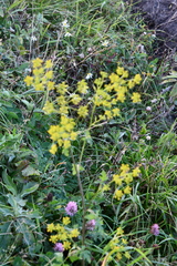 Pastinaca sativa