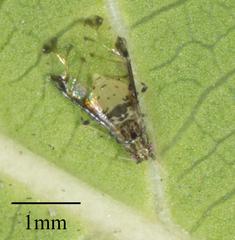 Sarucallis kahawaluokalani